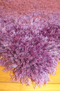 Shell Plain Shaggy Rug 366 Purple