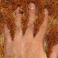 Sun Plain Shaggy Rug 10D Gold